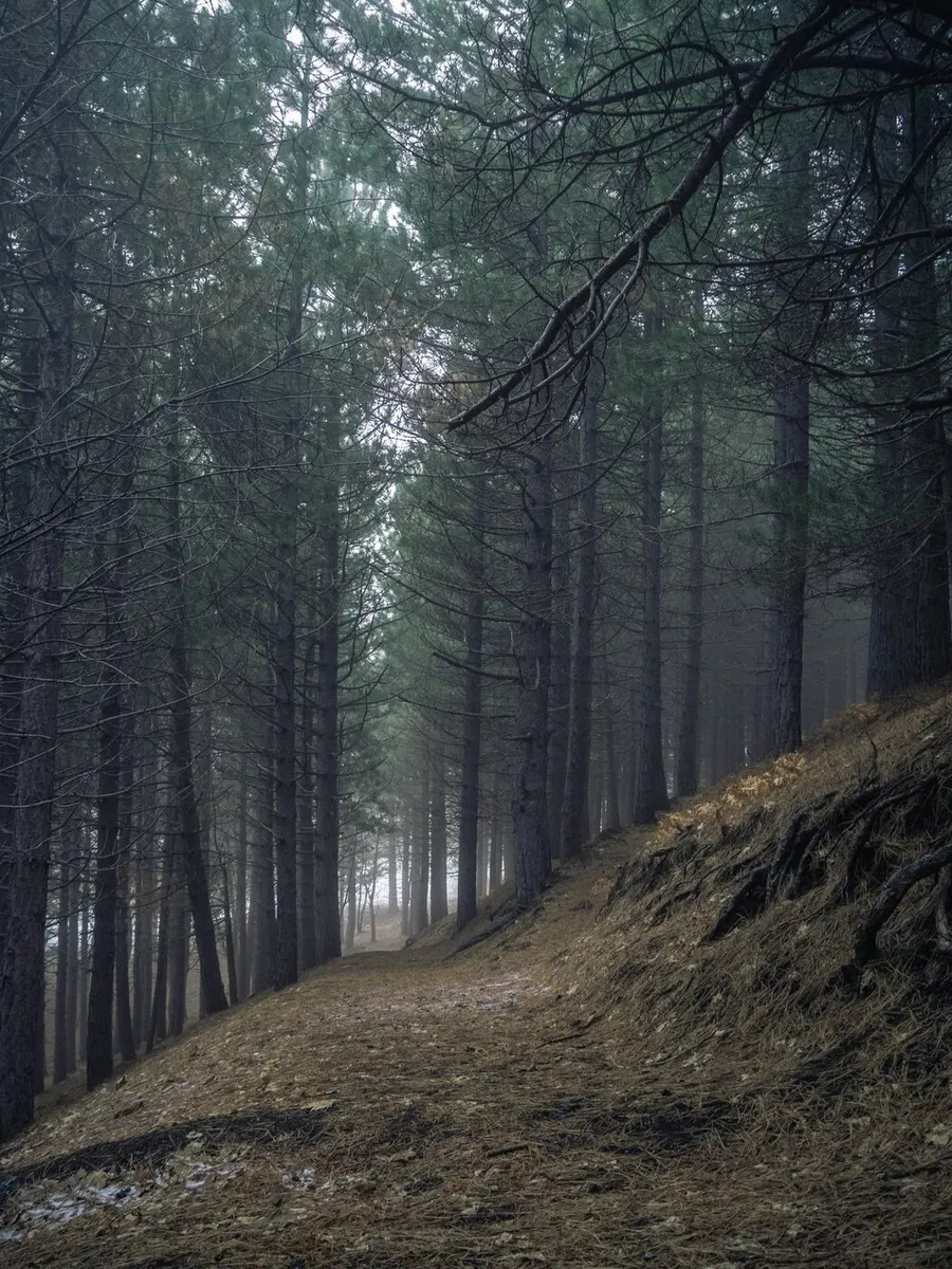 Potecă prin pădure într-o dimineață cu ceață